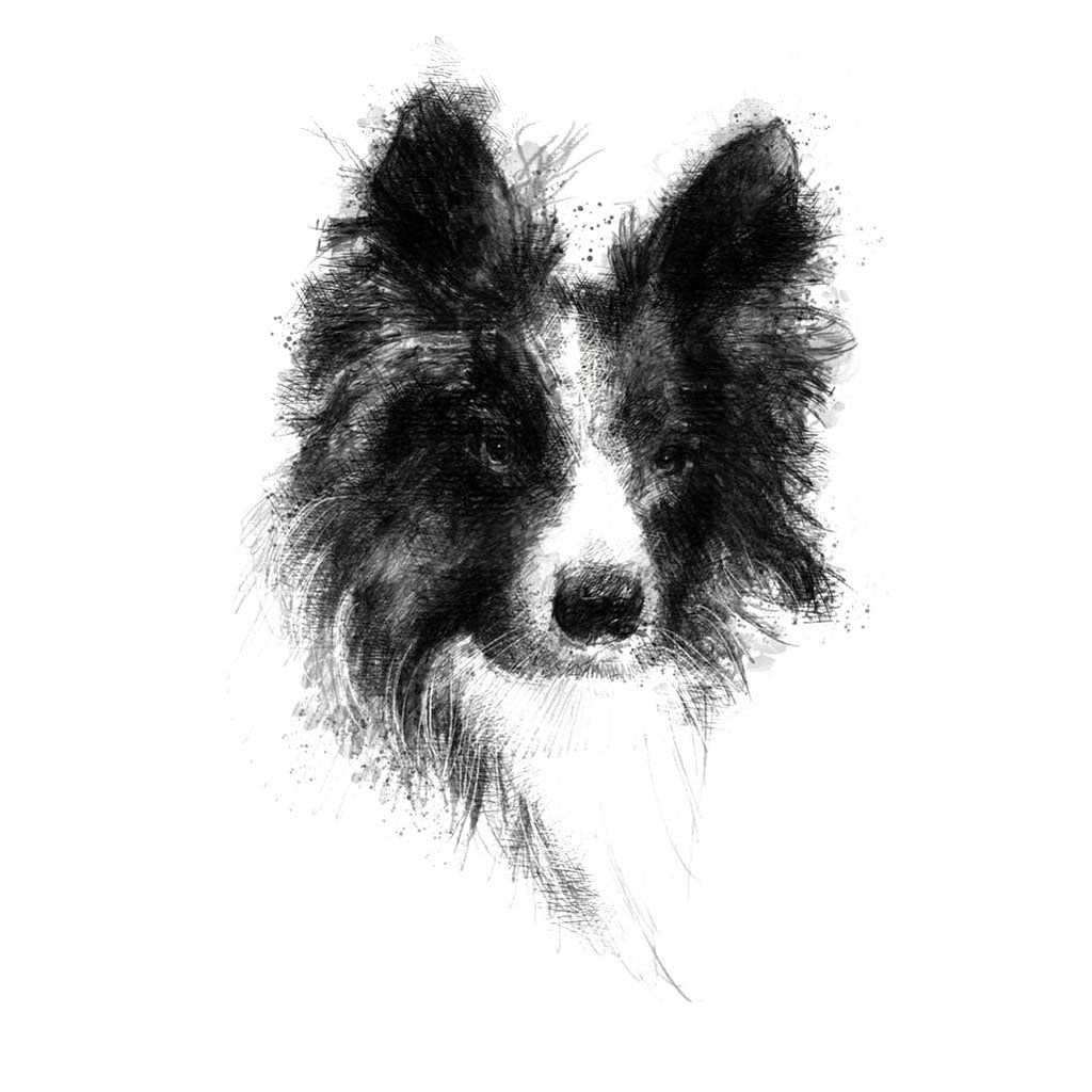 Border collie