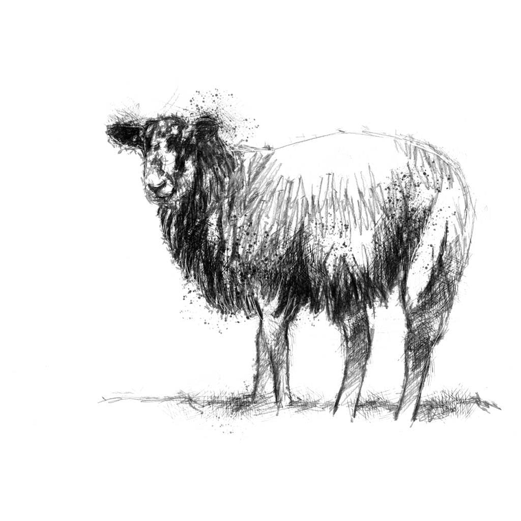 Sheep
