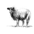 Sheep