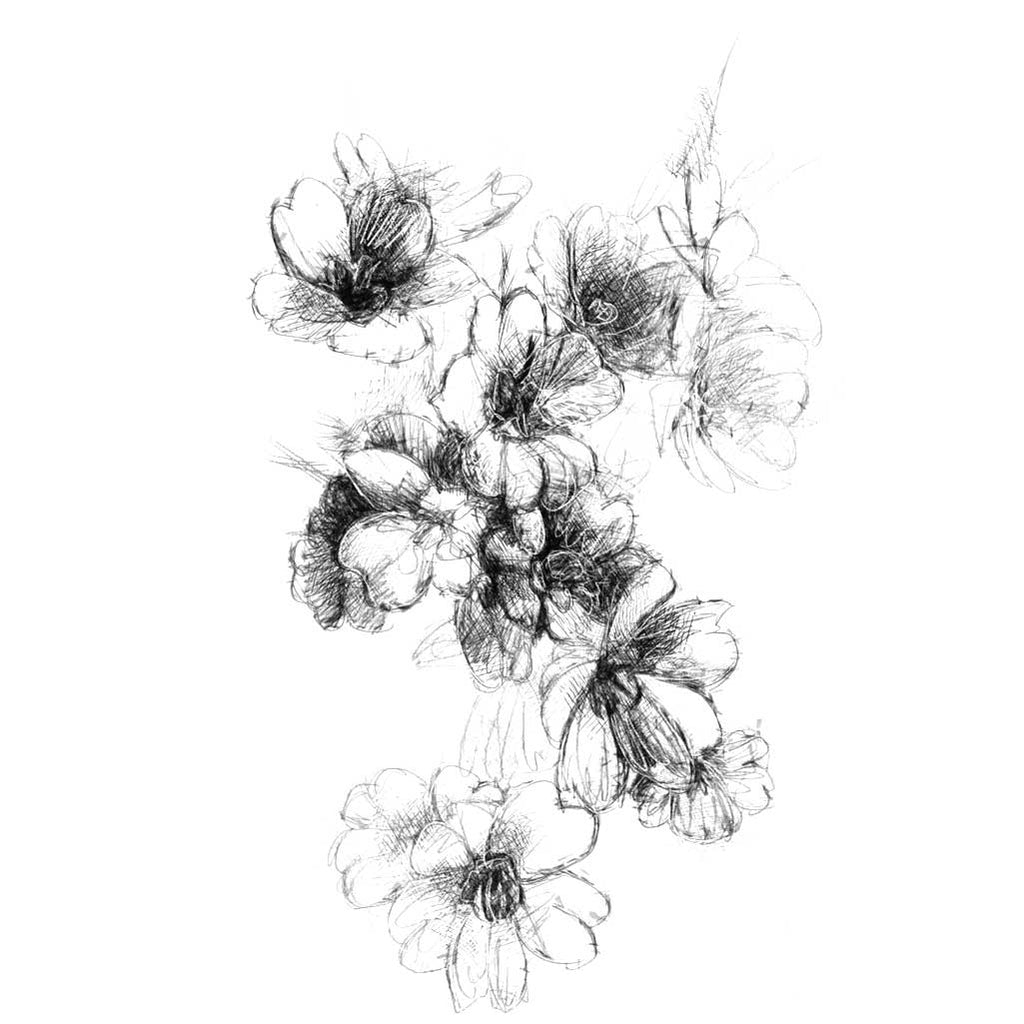 Apple blossom