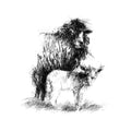 Ewe and lamb