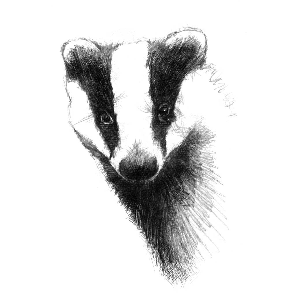 Badger