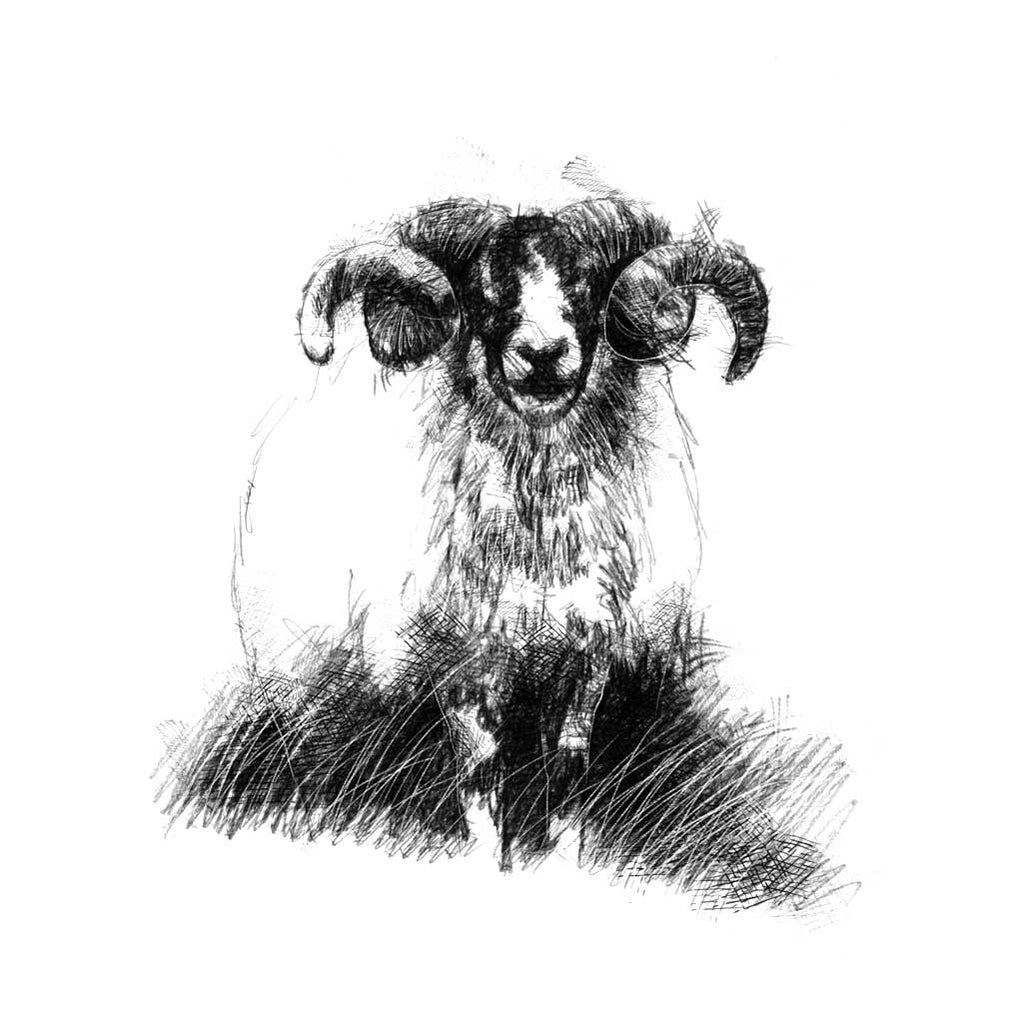 Wenslydale ram