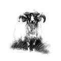 Wenslydale ram