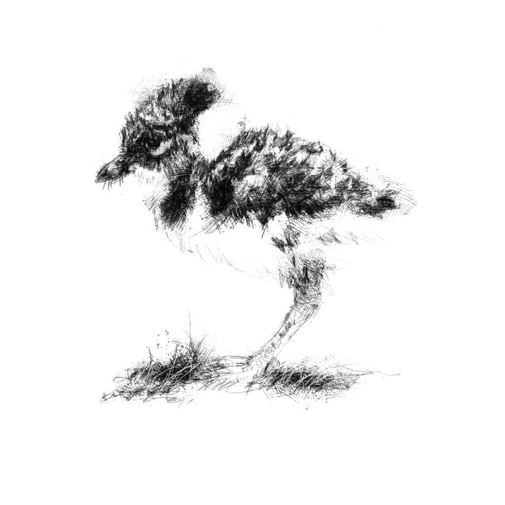 Lapwing chick