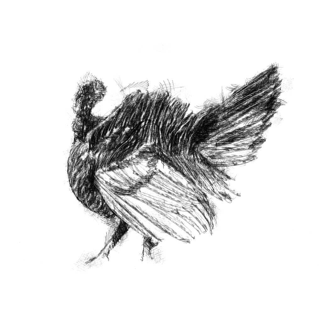 Turkey cock