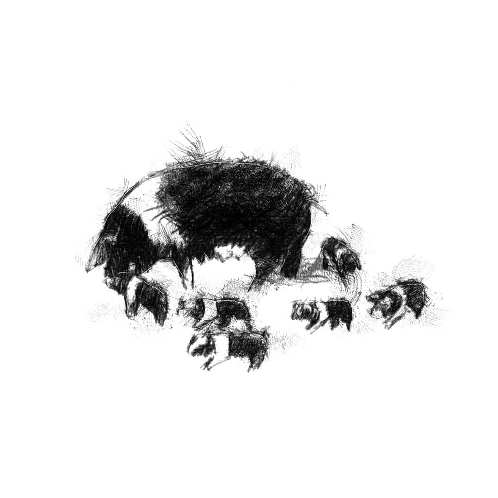 Pig family