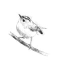 Goldcrest