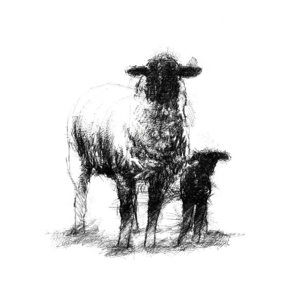 Ewe and lamb