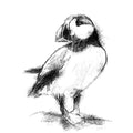 Puffin