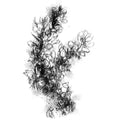 Gorse