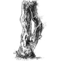 Old twisted tree