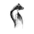 Pine marten