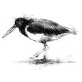 Oyster catcher