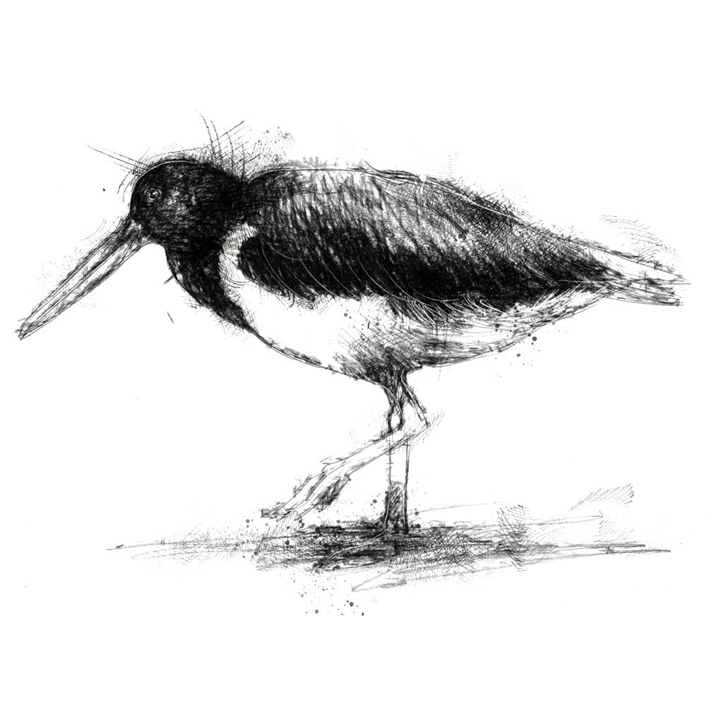 Oyster catcher