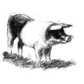 Sow pig