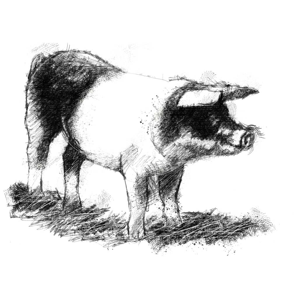 Sow pig