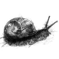 Garden snail