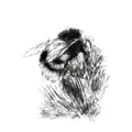 Bumble bee