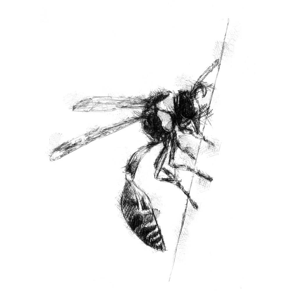 Hornet