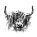 Highland cow
