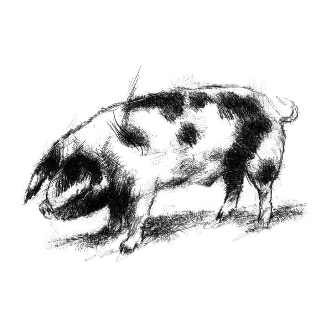 Spotted sow