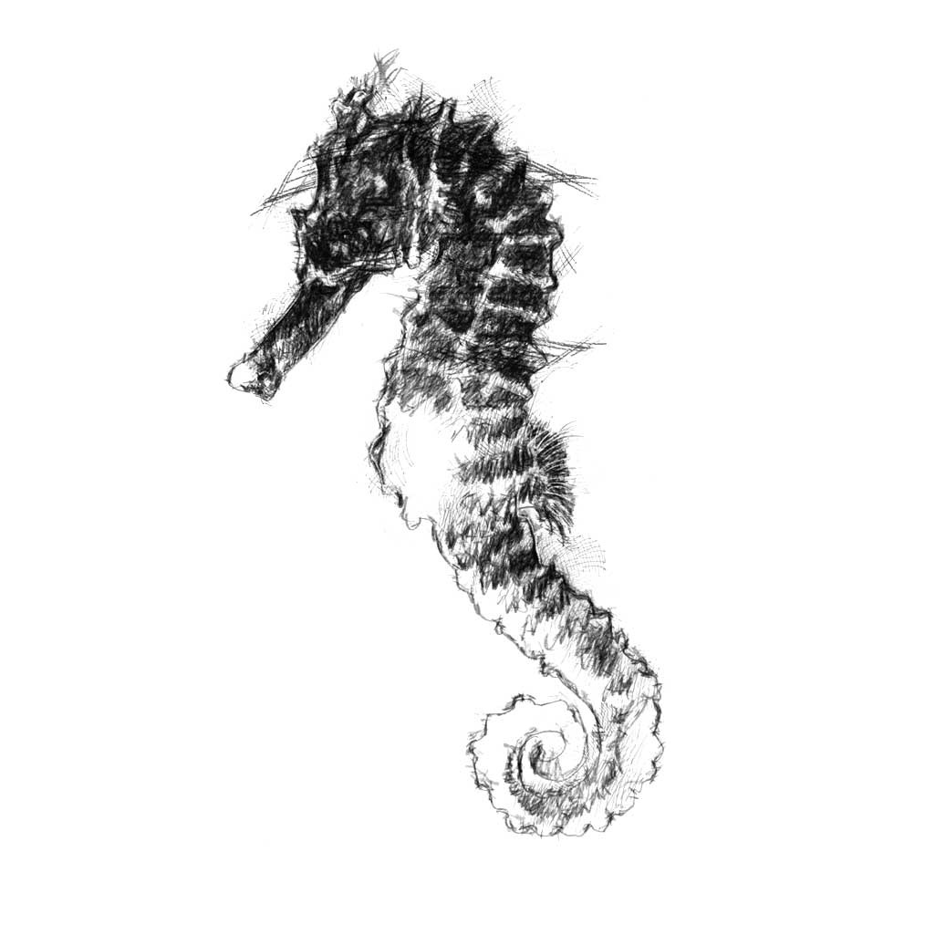 seahorse
