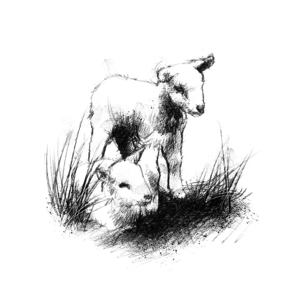 Spring lambs