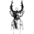 Stag beetle