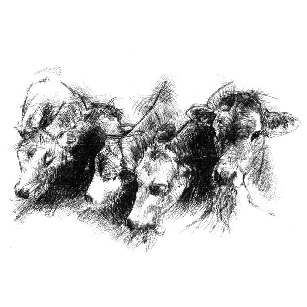 Cows feeding