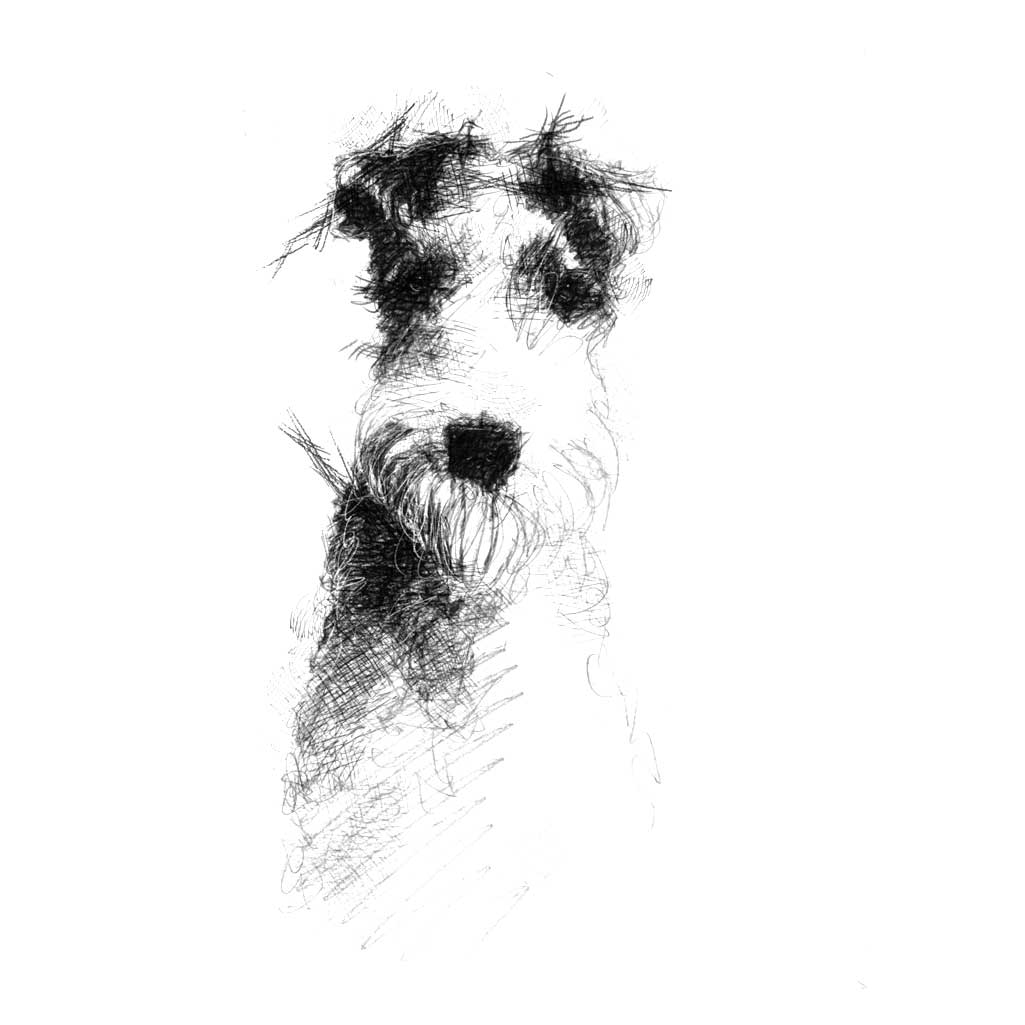 Fox terrier