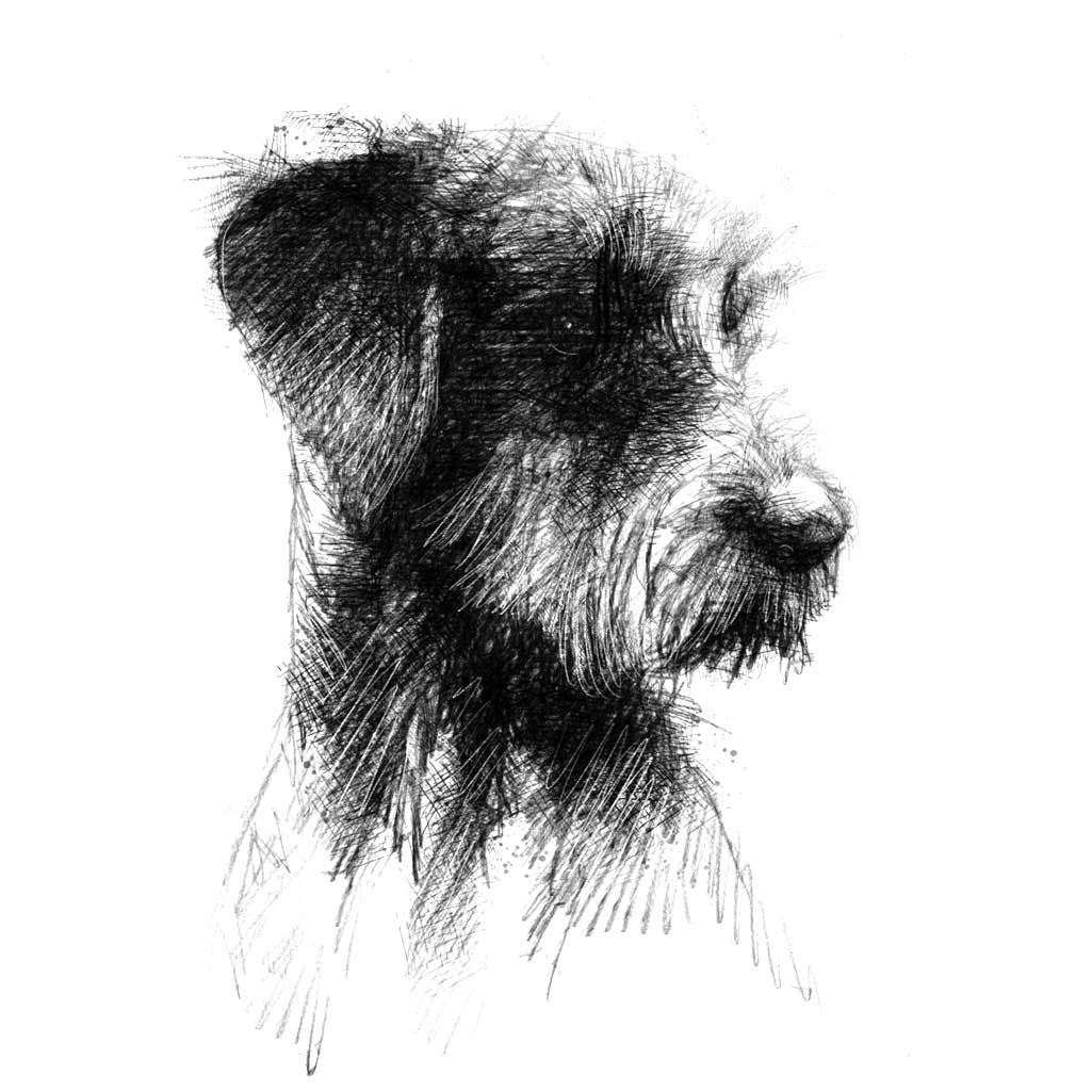 Scruffy dog