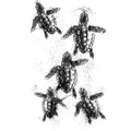 Baby turtles