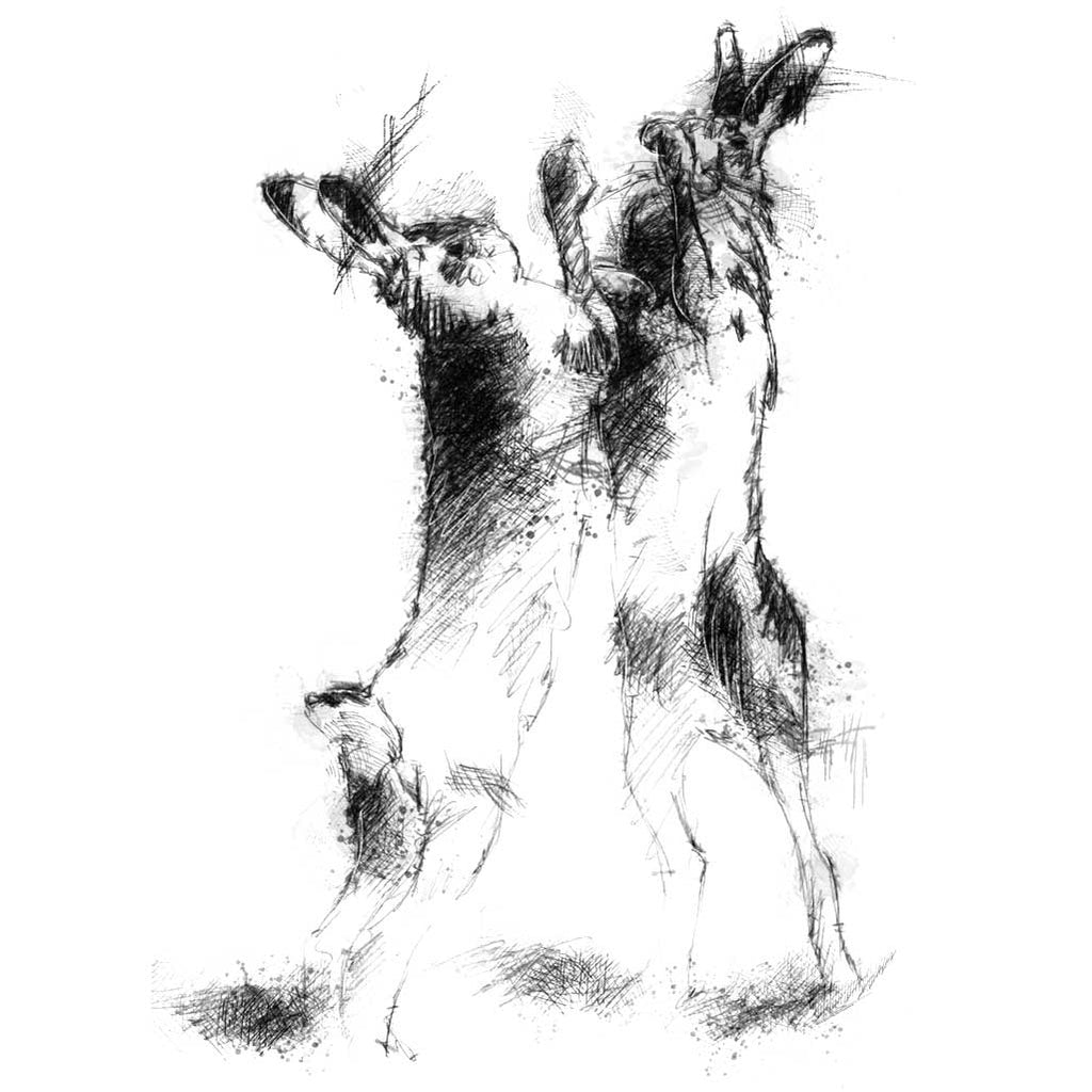 Hares boxing
