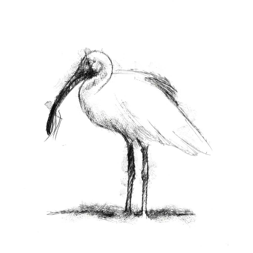 White ibis