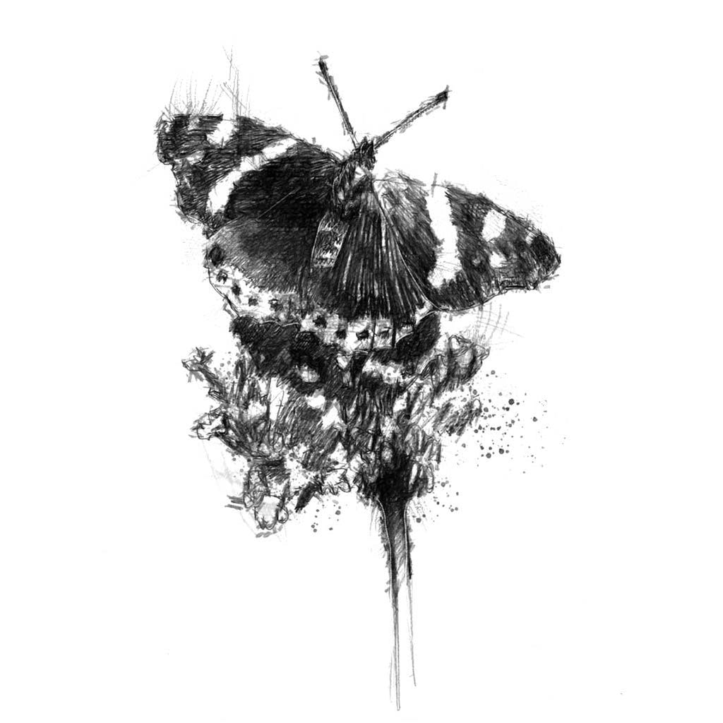 Red admiral