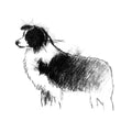Border collie sheepdog