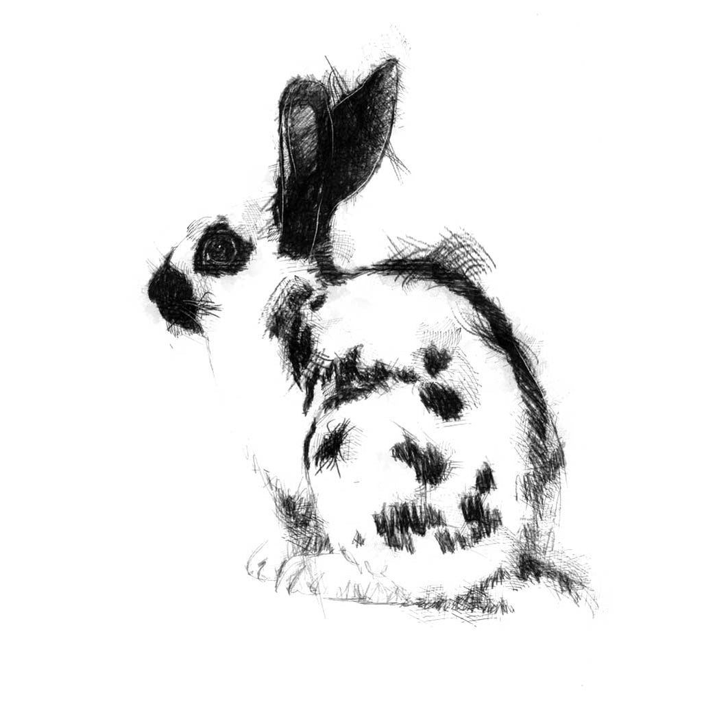 English rabbit