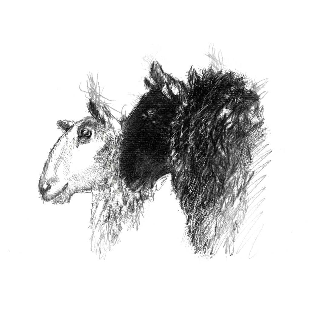 Black and white sheep