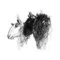 Black and white sheep