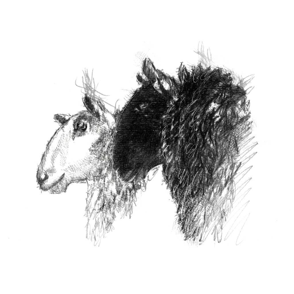 Black and white sheep