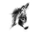 Donkey