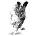 Hare run