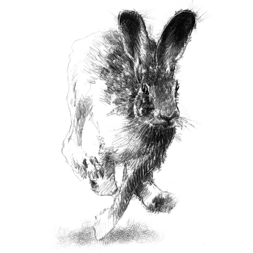 Hare run