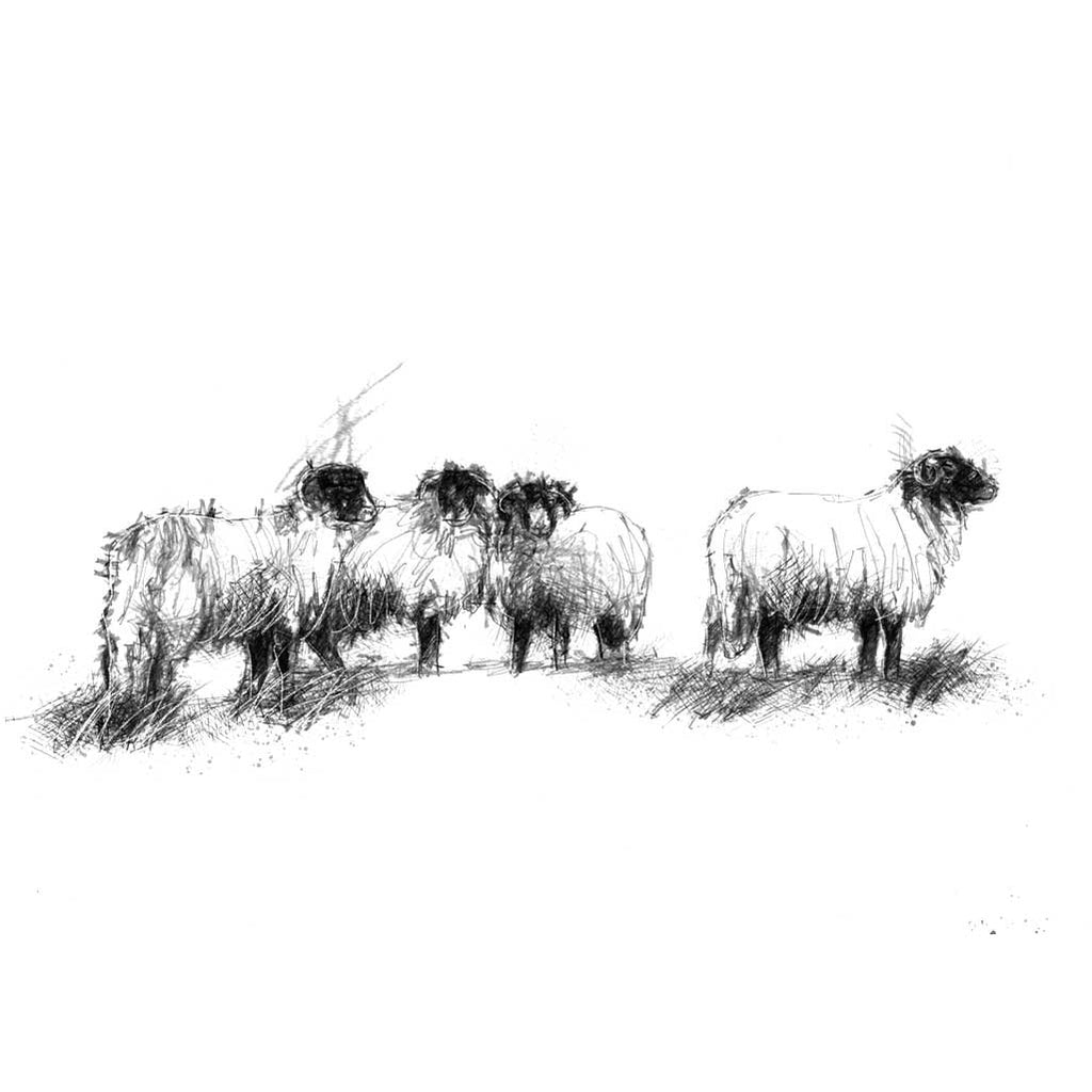 Sheep line