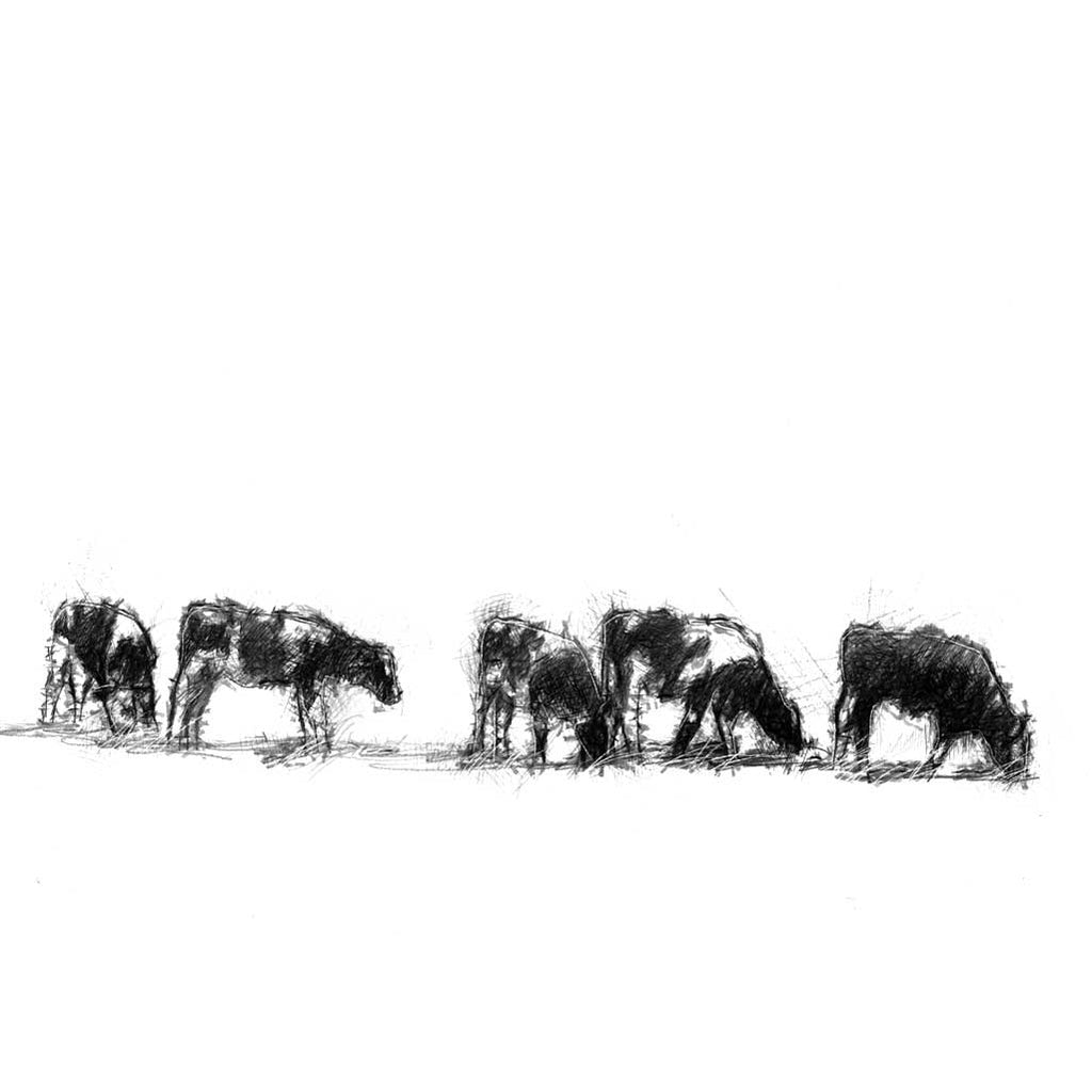 Line of calves