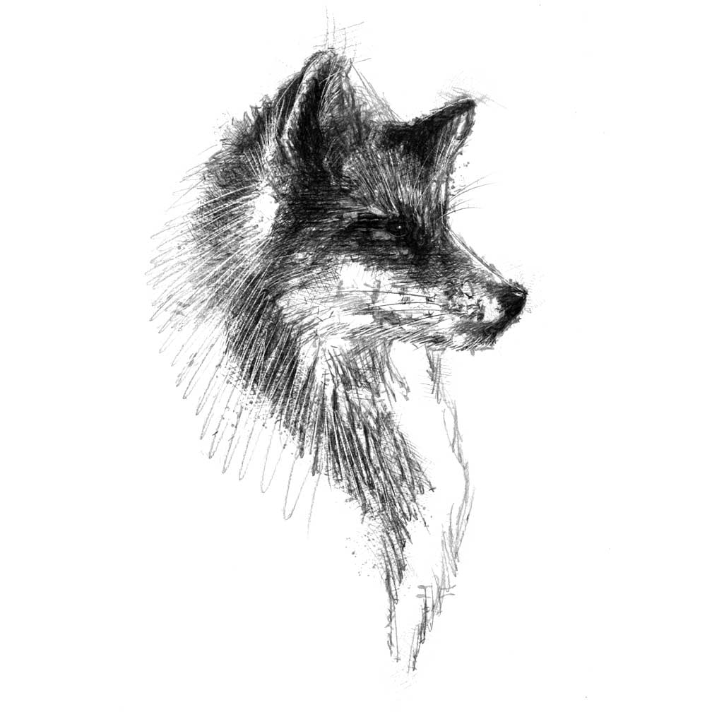 Red fox