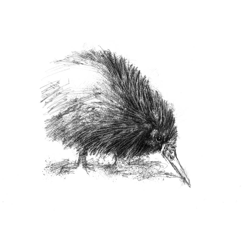 Kiwi