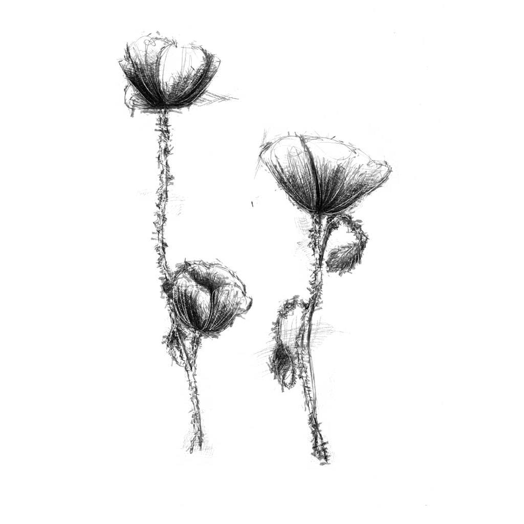 Poppies