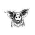 Pig